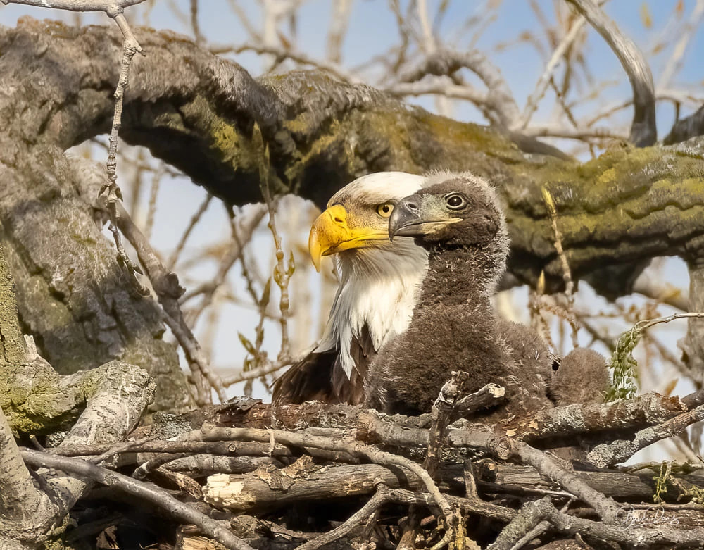 DNR Offering 25 Rebate For Endangered Resources License Plates